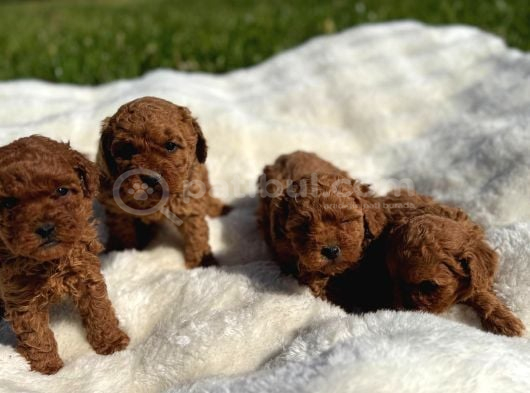 Anne Altından Kilo Garantili Poodle Bebekler görsel