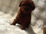 Anne Altından Poodle Bebekler