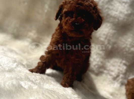 Anne Altından Poodle Bebekler görsel