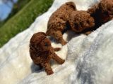 Anne Altından Kilo Garantili Poodle Bebekler