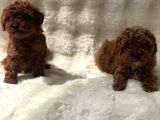 Anne Altından Poodle Bebekler