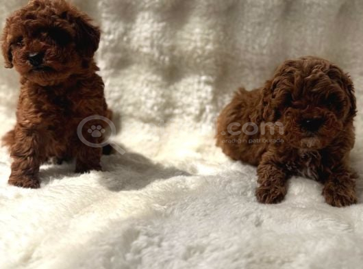 Anne Altından Poodle Bebekler