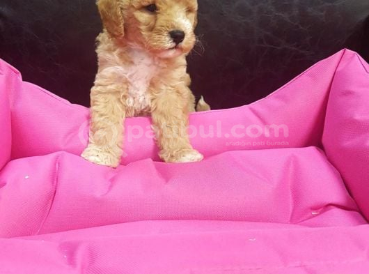 İnanilmaz Güzelli̇kte Malti̇poo Yavrular görsel