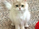 Scrl Safkan Babadan  British Longhair Krema