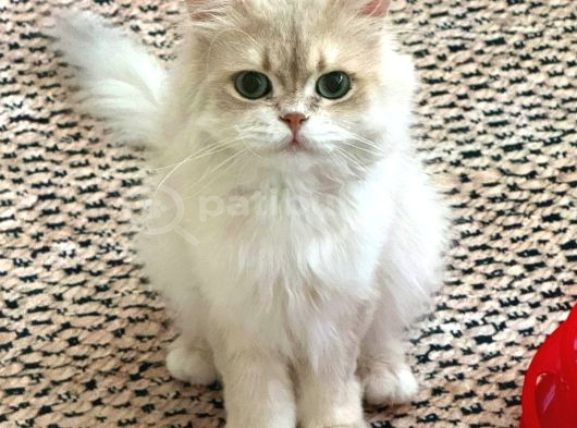 Scrl Safkan Babadan  British Longhair Krema görsel