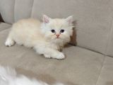 Scrl Safkan Babadan  British Longhair Krema