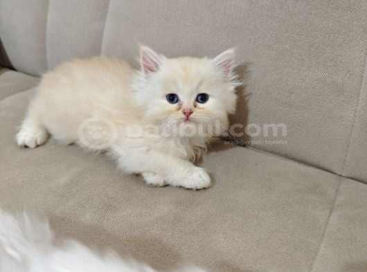 Scrl Safkan Babadan  British Longhair Krema görsel