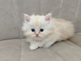 Scrl Safkan Babadan  British Longhair Krema