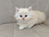 Scrl Safkan Babadan  British Longhair Krema