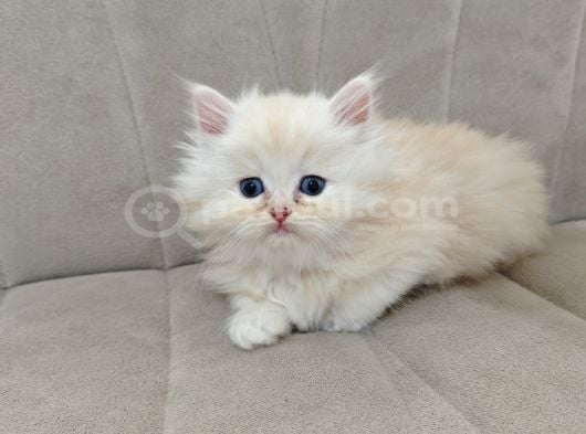 Scrl Safkan Babadan  British Longhair Krema