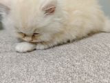 Scrl Safkan Babadan  British Longhair Krema