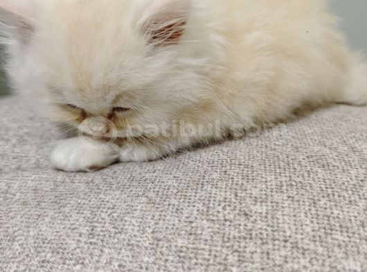 Scrl Safkan Babadan  British Longhair Krema görsel