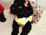 Orjinal Toypoodle Siyah Inciler Boyut Garantili Yavrulardır
