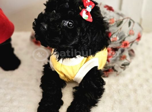 Orjinal Toypoodle Siyah Inciler Boyut Garantili Yavrulardır görsel