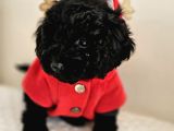 Orjinal Toypoodle Siyah Inciler Boyut Garantili Yavrulardır
