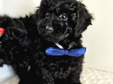 Orjinal Toypoodle Siyah Inciler Boyut Garantili Yavrulardır