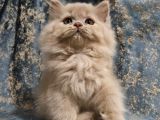 Fawn Bri̇ti̇sh Shorthai̇r Ve Longhai̇r Yavrulari̇mi̇z