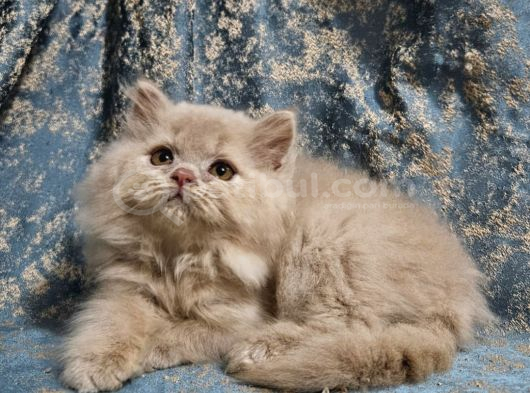 Fawn Bri̇ti̇sh Shorthai̇r Ve Longhai̇r Yavrulari̇mi̇z