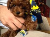Kıvır Kıvır Orjinal Poodle Minişlerim