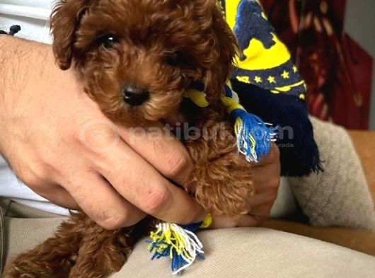 Kıvır Kıvır Orjinal Poodle Minişlerim