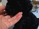Orjinal Toypoodle Siyah Inciler Boyut Garantili Yavrulardır