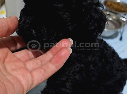 Orjinal Toypoodle Siyah Inciler Boyut Garantili Yavrulardır görsel