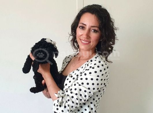 Orjinal toypoodle siyah inciler boyut garantili yavrulardır
