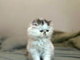 En Özel  Van Desen Persian Yavru