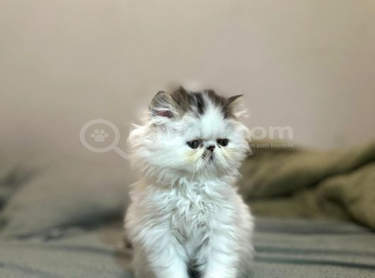 En Özel  Van Desen Persian Yavru görsel