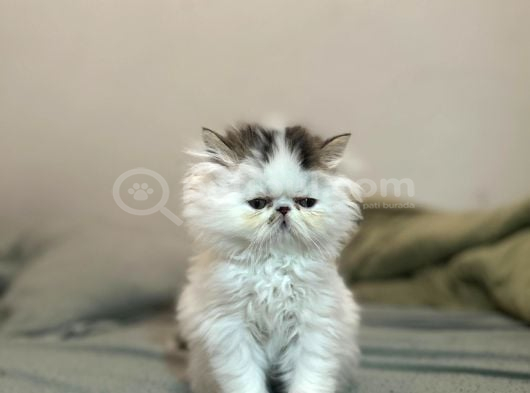 En Özel  Van Desen Persian Yavru görsel