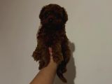 Kore Toy Poodle Yavrular