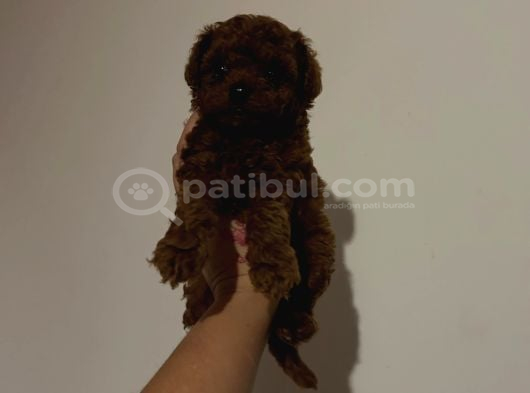 Kore Toy Poodle Yavrular