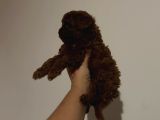 Kore Toy Poodle Yavrular
