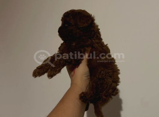 Kore Toy Poodle Yavrular görsel
