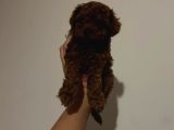 Kore Toy Poodle Yavrular
