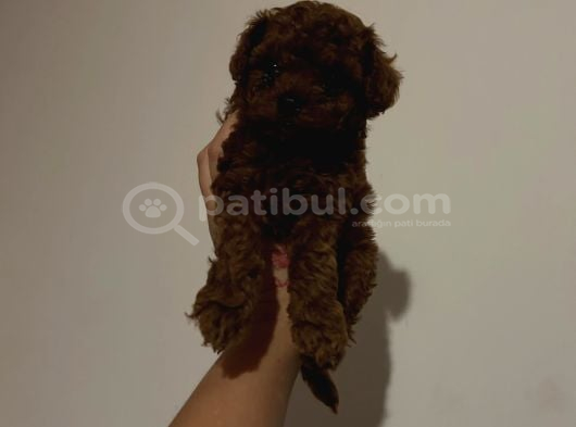 Kore Toy Poodle Yavrular görsel