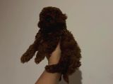 Kore Toy Poodle Yavrular