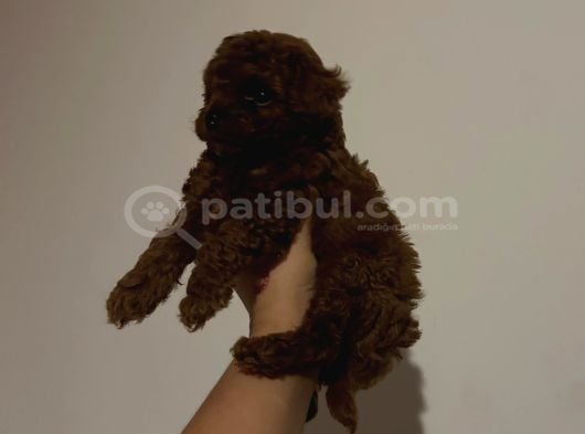 Kore Toy Poodle Yavrular görsel