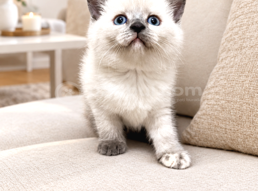 Safkan british shorthair AYI SURAT TOP KAFA bebis