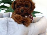 Sevi̇mli̇ Toy Poodle Yavrumuz