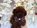 Sevi̇mli̇ Toy Poodle Yavrumuz