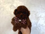 Sevi̇mli̇ Toy Poodle Yavrumuz