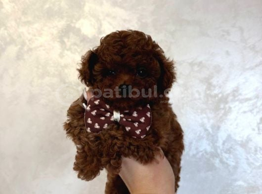 Sevi̇mli̇ Toy Poodle Yavrumuz görsel
