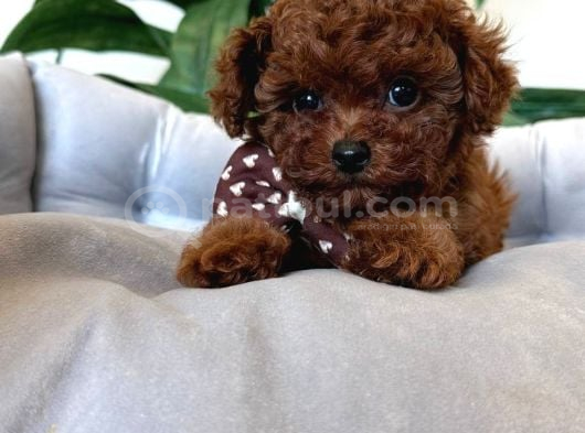 Sevi̇mli̇ Toy Poodle Yavrumuz görsel