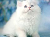 Kar Beyazı Silver British Longhair
