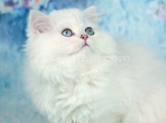 Kar Beyazı Silver British Longhair görsel