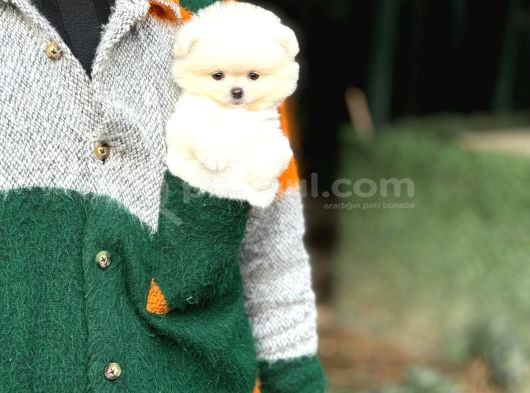 Çiftlikten Pomeranian Yavruları görsel