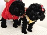 Orjinal Toypoodle Siyah Inciler Boyut Garantili Yavrulardır