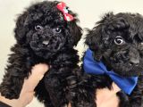 Orjinal Toypoodle Siyah Inciler Boyut Garantili Yavrulardır