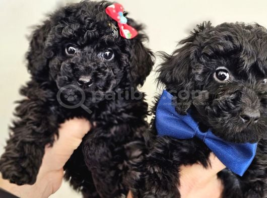 Orjinal Toypoodle Siyah Inciler Boyut Garantili Yavrulardır görsel